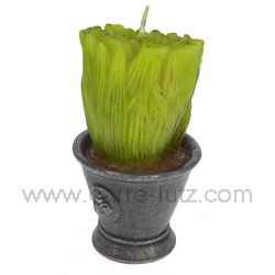 Semis de ciboulette parfum�