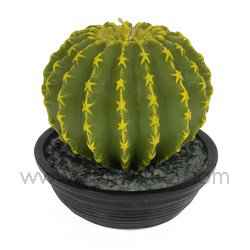 Cactus PM
